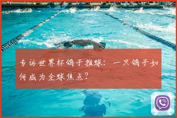 专访世界杯鸽子推球：一只鸽子如何成为全球焦点？