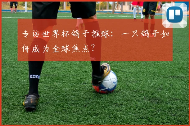 专访世界杯鸽子推球：一只鸽子如何成为全球焦点？